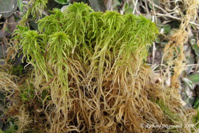 Mousse de sphaigne - Peat Moss - Sphagnum  2m9