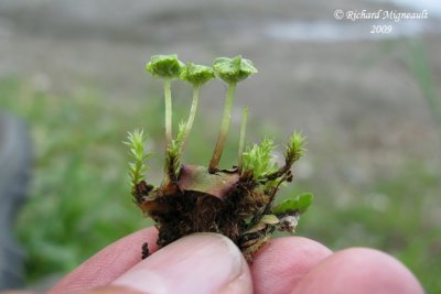 Narrow Mushroom-headed Liverwort - Preissia quadrata 1m9