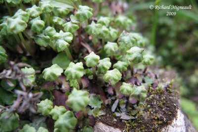 Narrow Mushroom-headed Liverwort - Preissia quadrata 2m9