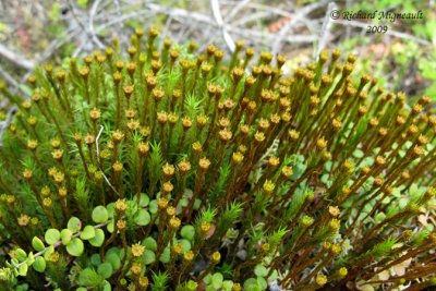 Polytric genvrier - Juniper Haircap Moss - Polytrichum juniperinum  flower 1m9