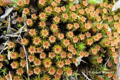 Polytric genvrier - Juniper Haircap Moss - Polytrichum juniperinum  flower 2m9