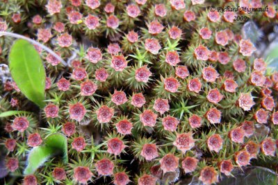 Polytric genvrier - Juniper Haircap Moss - Polytrichum juniperinum  flower 3m9