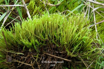 Moss species 2m9