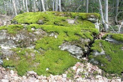 Mousse sur rocher - Moss on tree m9