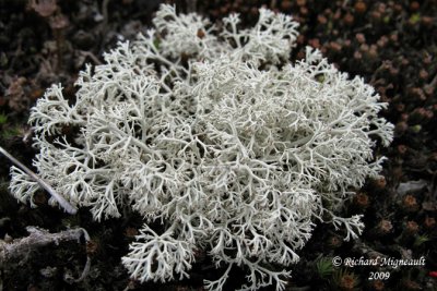Cladina mitis - Cladine douce - Green reindeer lichen 1m9