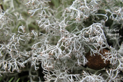 Cladina mitis - Cladine douce - Green reindeer lichen 2m9