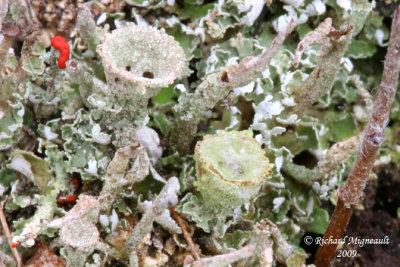 Cladonia borealis - Boreal pixie-cup m9