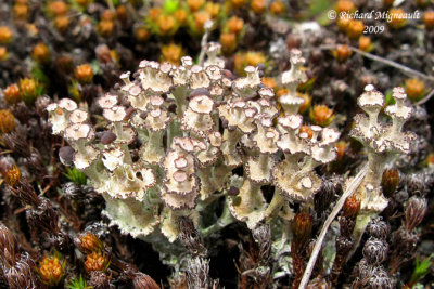 Cladonia cervicornis - Ladder lichen m9