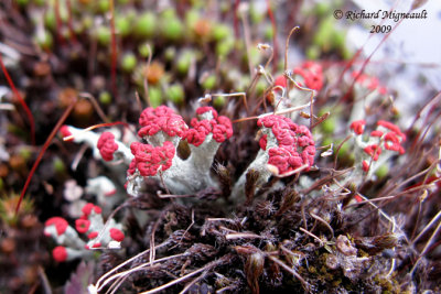 Cladonia cristatella - Cladonie  petite crte - British Soldier 2m9
