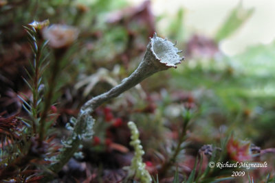 Cladonia fimbriata - Trumpet lichen m9