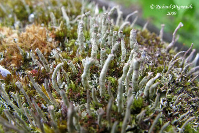Cladonia subradiata - Powdery peg lichen m9