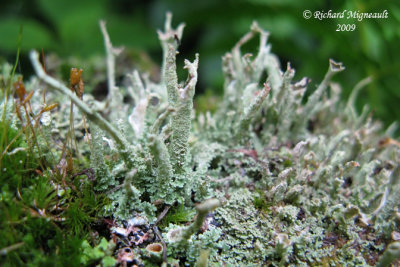Cladonia subulata - Antlered powderhorn m9