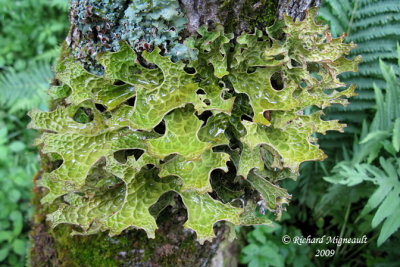 Lobaria pulmonaria - Lobaire pulmonaire - Lung Lichen m9
