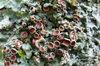 Pannaria rubiginosa - Brown-eyed shingle lichen 1m9
