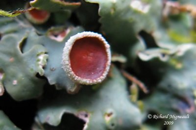 Pannaria rubiginosa - Brown-eyed shingle lichen 2m9