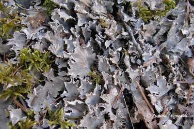 Peltigera rufescens - Field dog-lichen m9