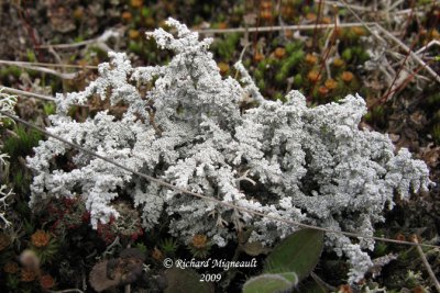 Stereocaulon rivulorum - Snow foam lichen m9