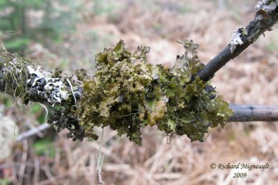 Tuckermannopsis americana - Fringed wrinkle-lichen m9