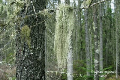Usnea beard lichen m9