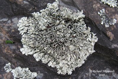 Xanthoparmelia hypomelaena - Ozark rock-shield m9