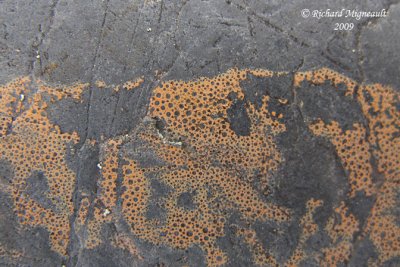 Lichen species 1m9