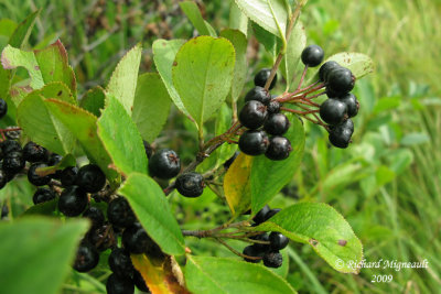 Aronia noir - Black chokeberry - Aronia melanocarpa 4m9