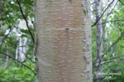 Bouleau blanc - Heartleaf birch - Betula cordifolia 1m9