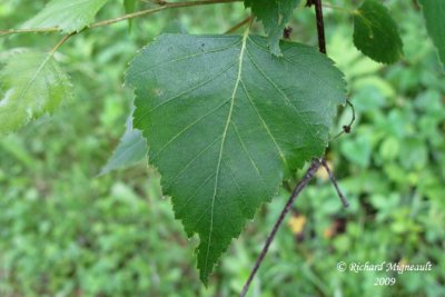 Bouleau blanc - Heartleaf birch - Betula cordifolia 3m9