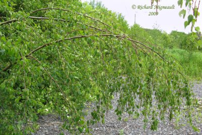 Bouleau verruqueux - European white birch - Betula pendula 1m9
