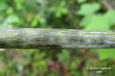 rable de Pennsylvanie - Bois dorignal -  striped maple - Acer pensylvanicum 4m9