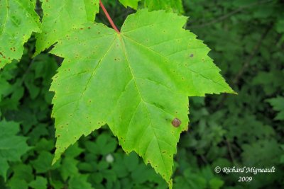 rable rouge - Red maple - Acer rubrum 2m9