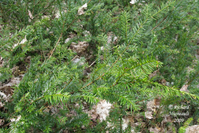 If du Canada - Canada yew - Taxus canadensis 1m9