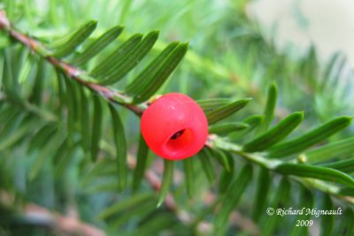 If du Canada - Canada yew - Taxus canadensis 3m9