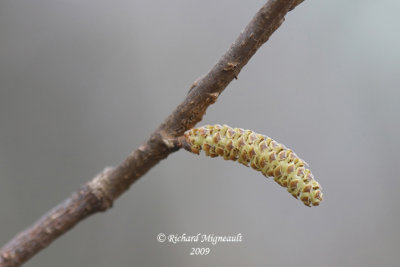 Noisetier à long bec - Beaked hazelnut - Corylus cornuta 2 fleur mâle m9
