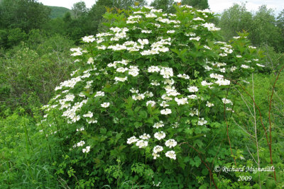 Pimbina - Cranberry - Viburnum trilobum 1m9