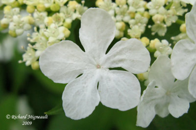 Pimbina - Cranberry - Viburnum trilobum 3m9