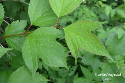 Pimbina - Cranberry - Viburnum trilobum 6m9