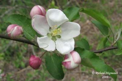 Pommier - Apple tree flower 1m9