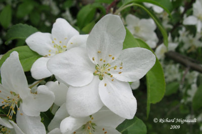 Pommier - Apple tree flower 2m9