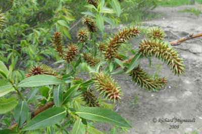 Saule  tte laineuse - Red-tipped willow - Salix eriocephala 1m9