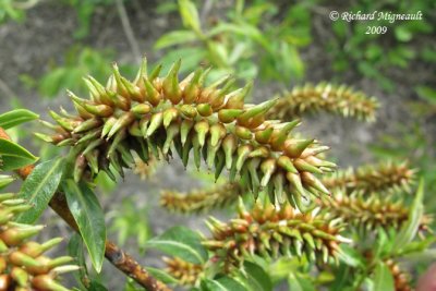 Saule  tte laineuse - Red-tipped willow - Salix eriocephala 3m9