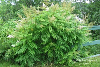 Sorbaria à feuilles de sorbier - False spirarea - sorbaria sorbifolia 1m9