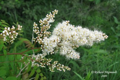 Sorbaria  feuilles de sorbier - False spirarea - sorbaria sorbifolia 2m9