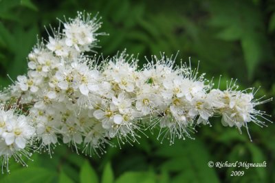 Sorbaria  feuilles de sorbier - False spirarea - sorbaria sorbifolia 3m9