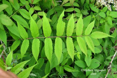 Sorbaria  feuilles de sorbier - False spirarea - sorbaria sorbifolia 4m9