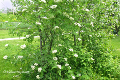 Sorbier dAmérique - Cormier - American mountain ash - Sorbus americana 1m9