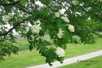 Sorbier dAmérique - Cormier - American mountain ash - Sorbus americana 2m9