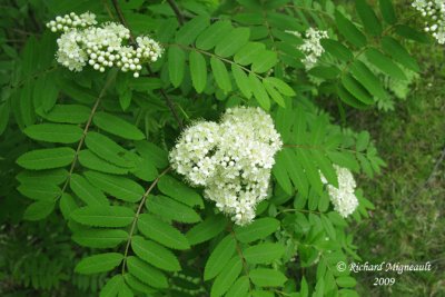 Sorbier dAmérique - Cormier - American mountain ash - Sorbus americana 3m9