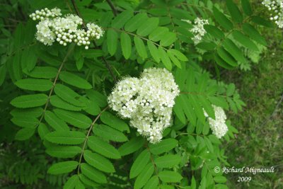 Sorbier dAmrique - Cormier - American mountain ash - Sorbus americana 3m9