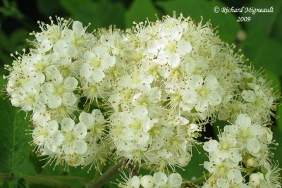 Sorbier dAmrique - Cormier - American mountain ash - Sorbus americana 4m9